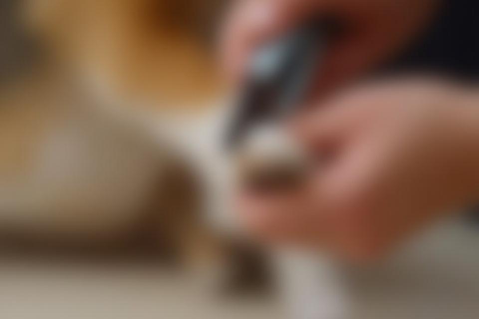 A hand gently clipping a dog's nail