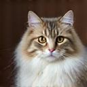 Content cat Whiskers after grooming