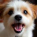 Happy dog Buddy after grooming