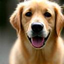 Energetic dog Max after grooming